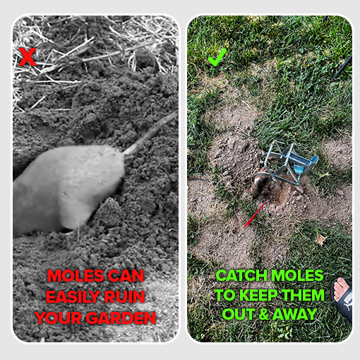 Mole Eliminator